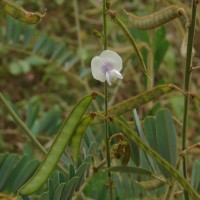 Tephrosia noctiflora Bojer ex Baker